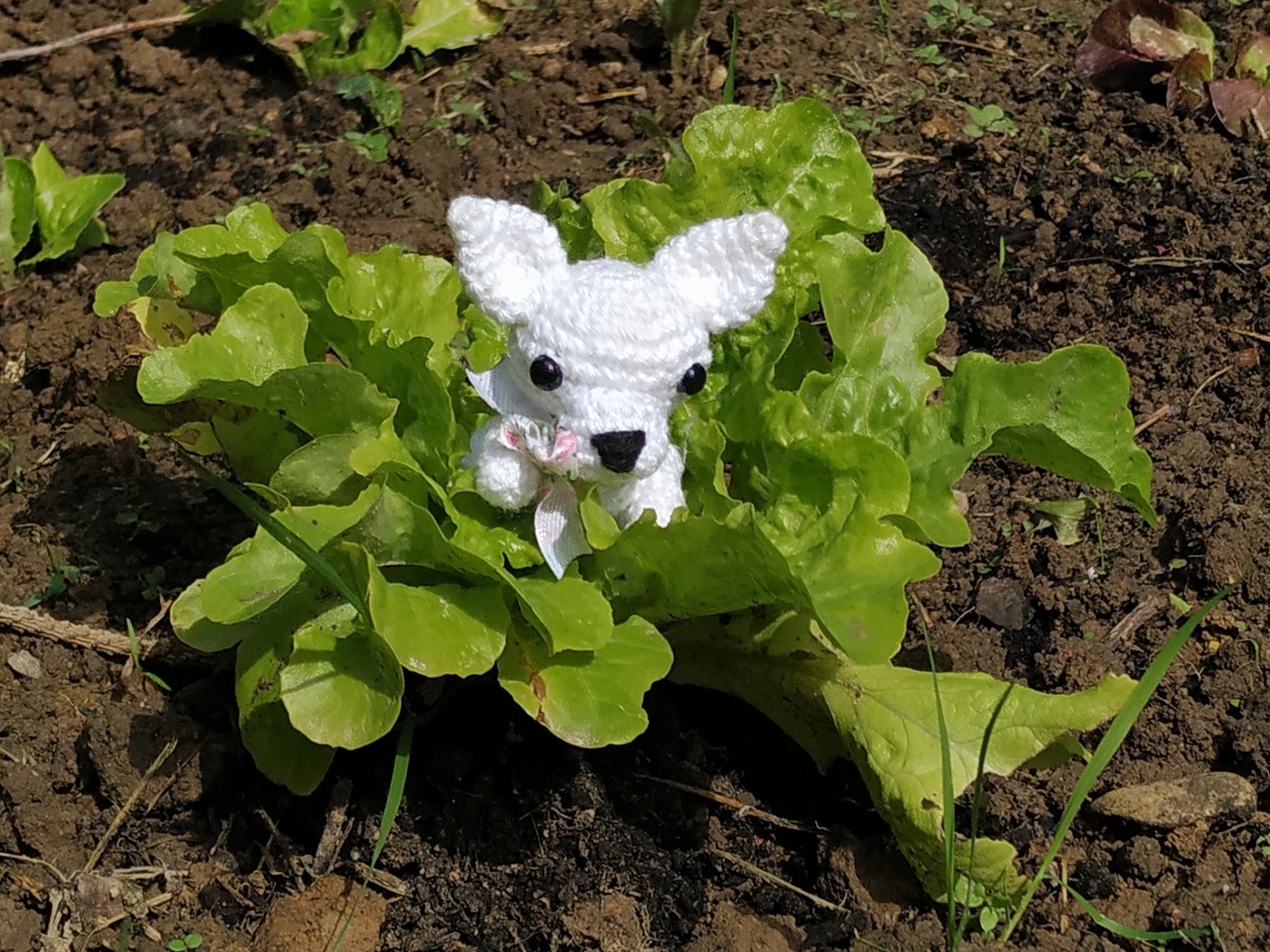 Petit chihuahua 