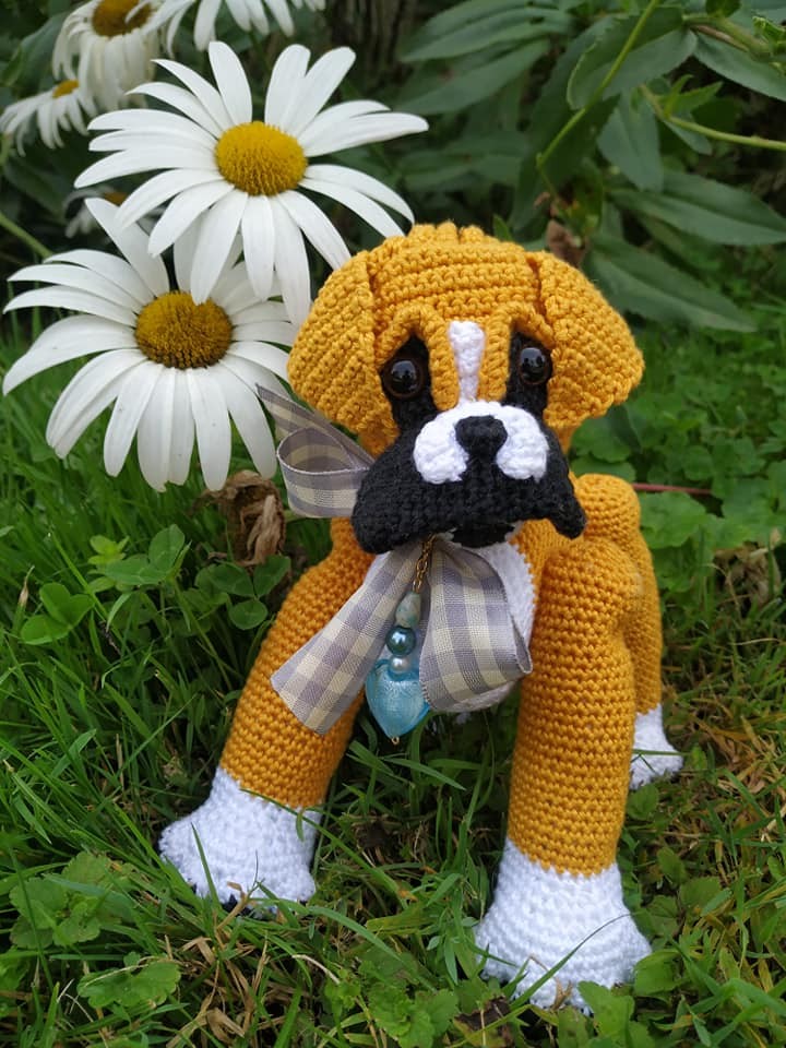 Baby Boxer