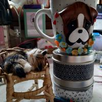 Tasse Boxer