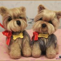 Yorkshire terrier